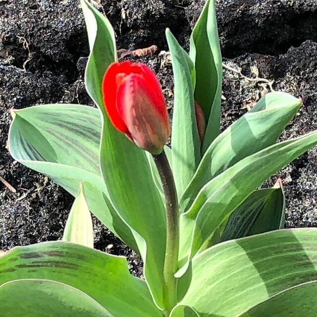 Польза выкапывания луковиц первоцветов