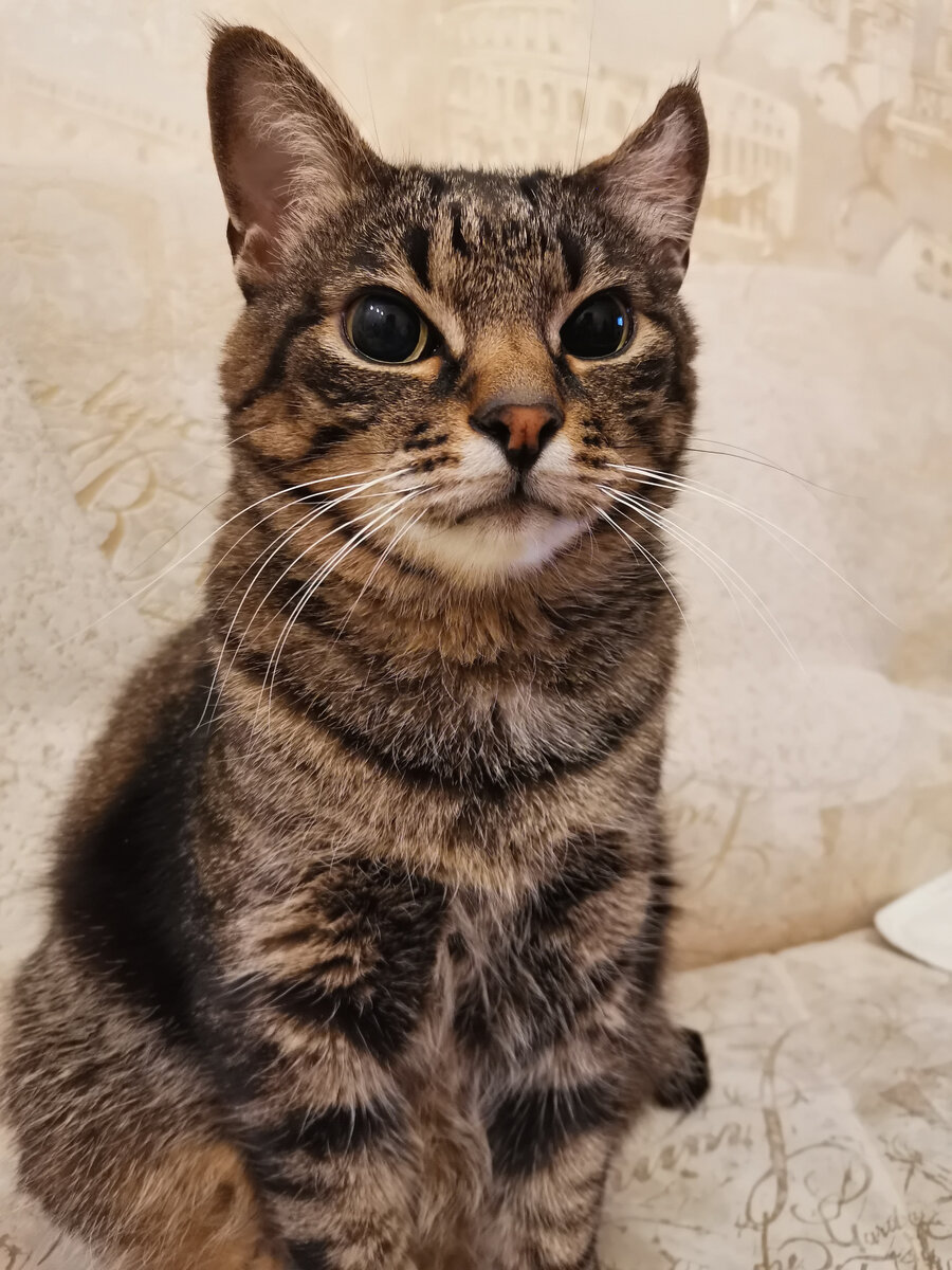 Барсик-наш кот, он очень своенравный, с характером,но при всем этом, очень ласковый, добрый. Живёт он с нами уже 15 лет, любит ездить на природу, любит гулять, а ещё очень любит покушать🙂