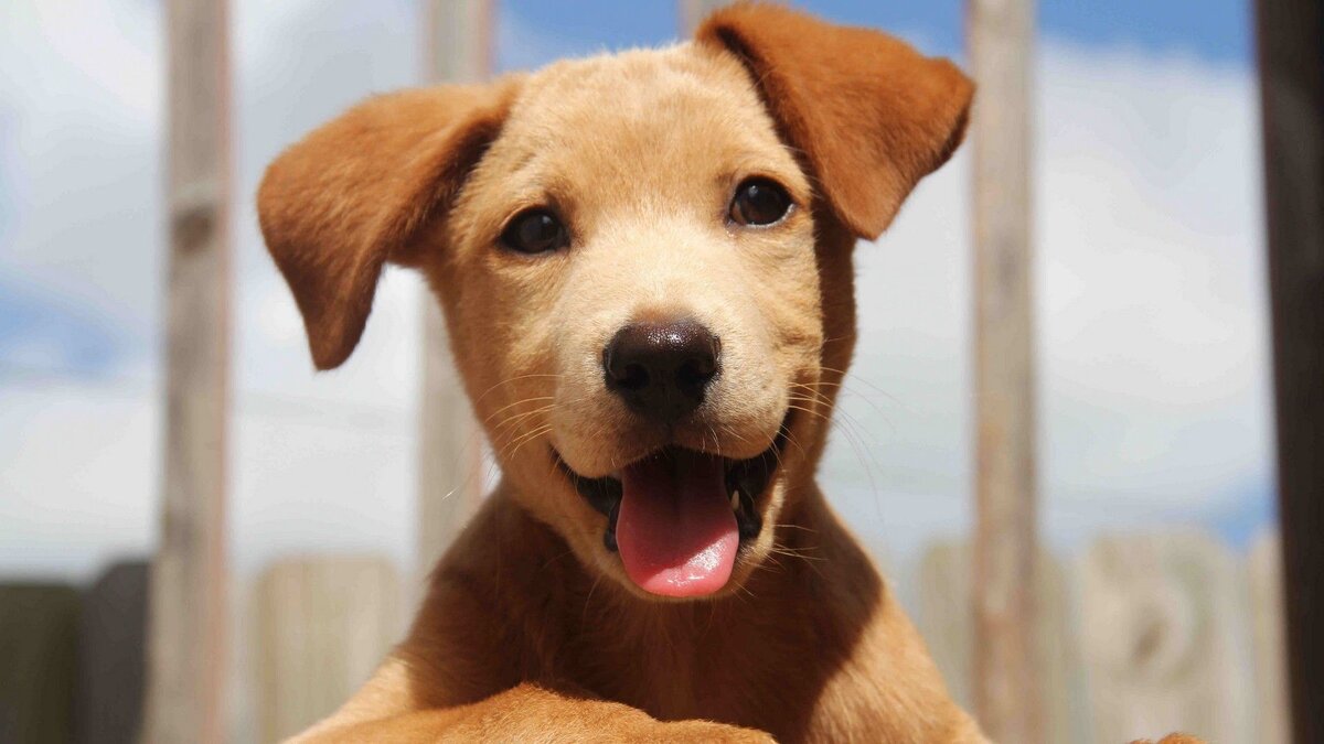 народные средства от блох у собак