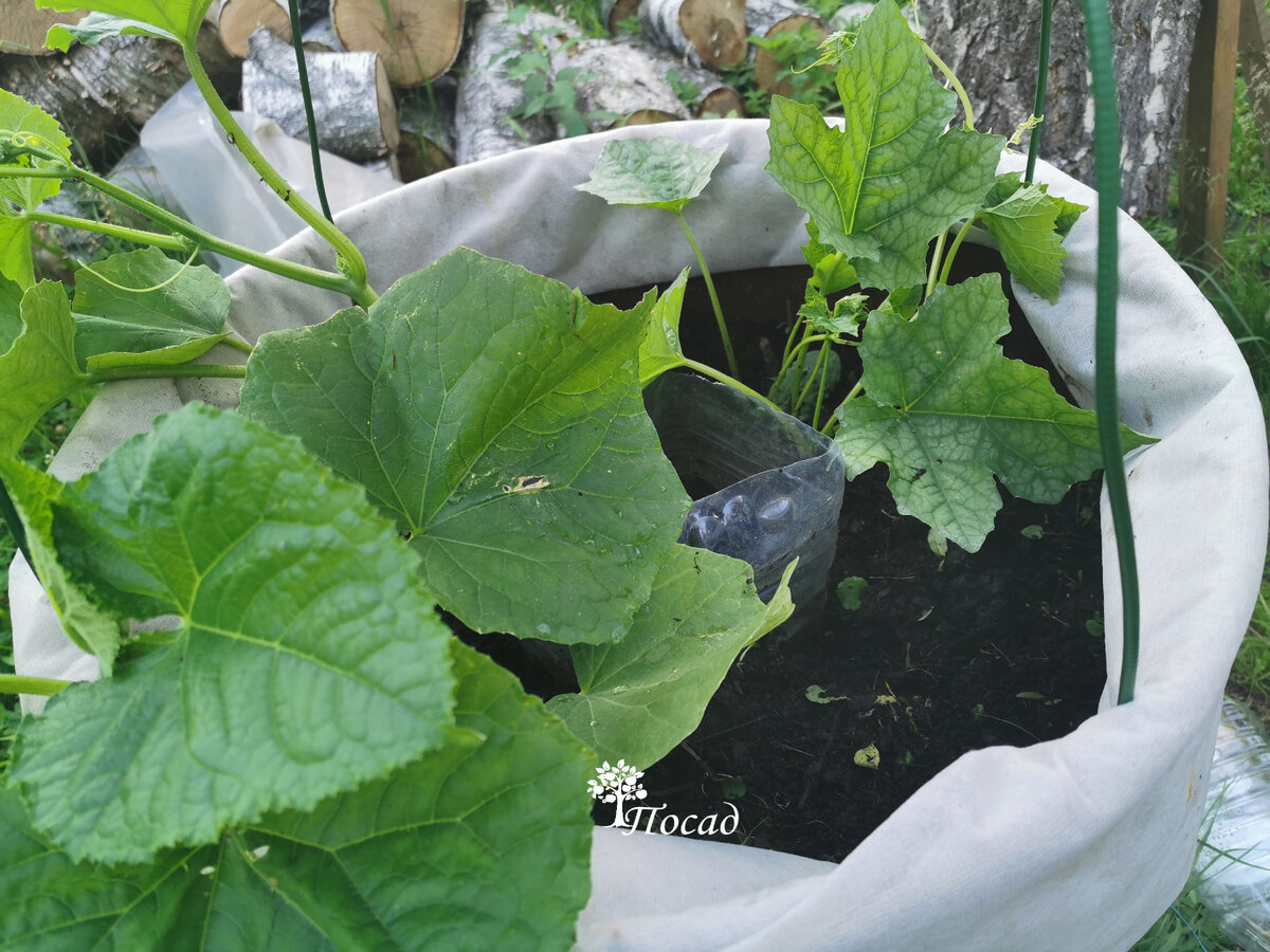 Земля должна быть влажной, тогда муравьи не заведутся. 