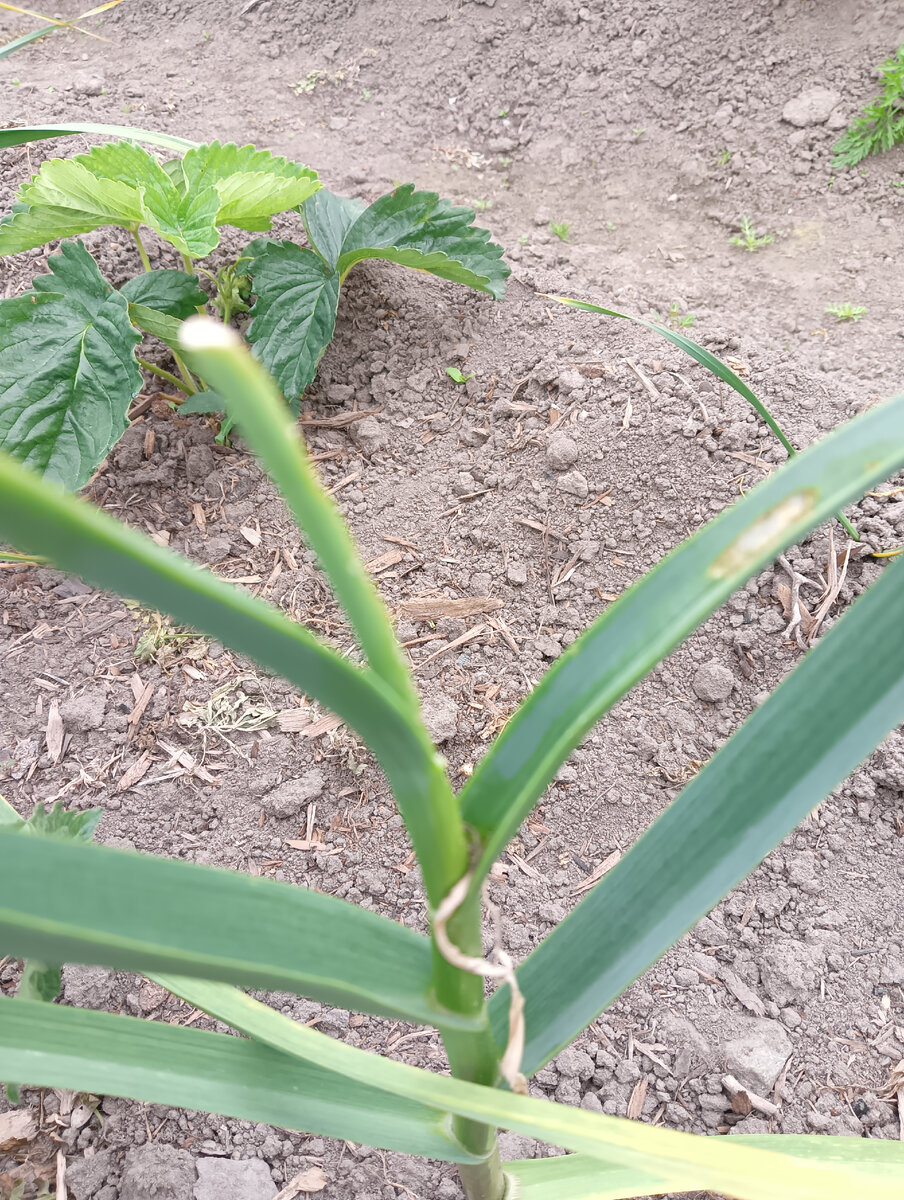 Вот здесь мне не удалось стрелку вытянуть, она отломилась. Буквально через пару дней отросла сантиметров на десять