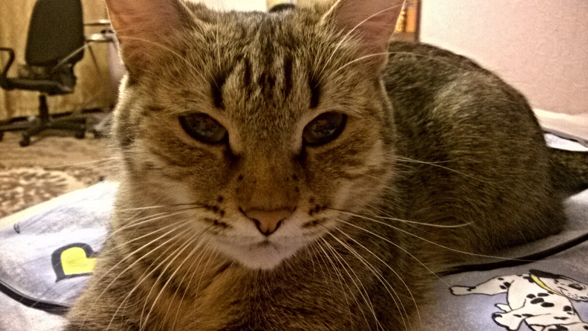 Фото автора. Наглючая морда Альпы