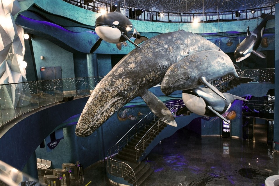     Макеты двух китов встречают гостей в холе океанариума. Фото: vk.com/primorsky_aquarium