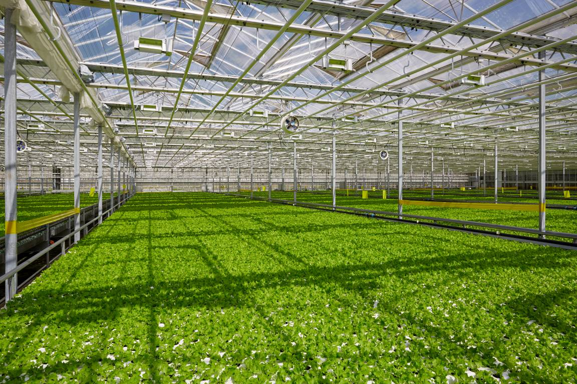 Теплицы «Зеленая линия»