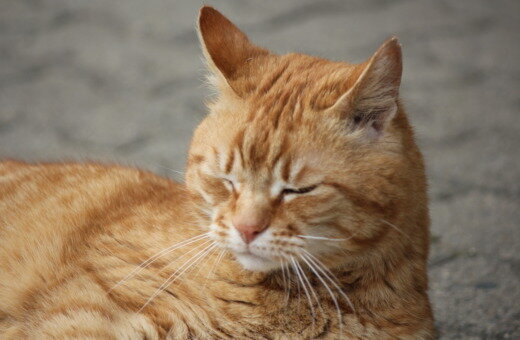 Фото из Интернета.