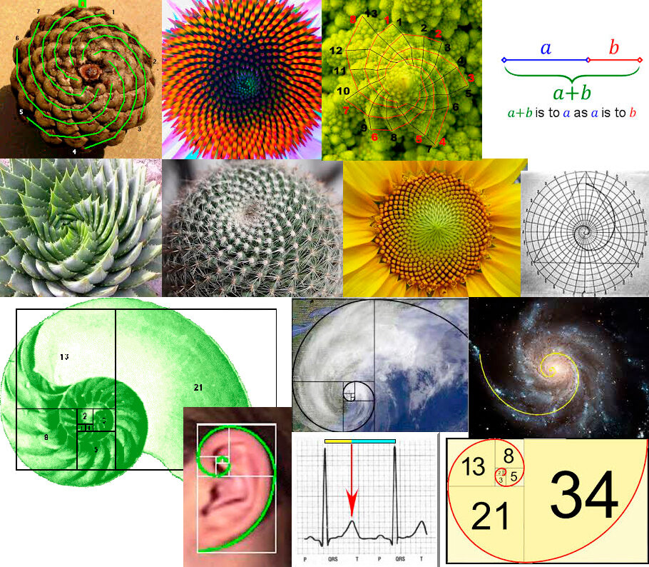 Ряд фибоначчи. Золотое сечение Фибоначчи. Число Фибоначчи золотое сечение. Золотое сечение Fibonacci. Цифры Фибоначчи и золотое сечение.