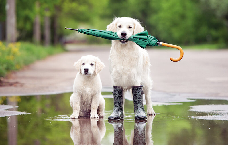 Фото: wallbox.ru