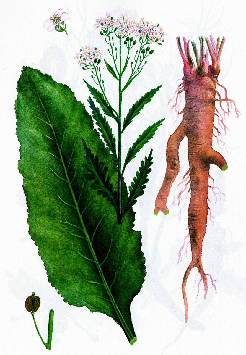 Части хрена