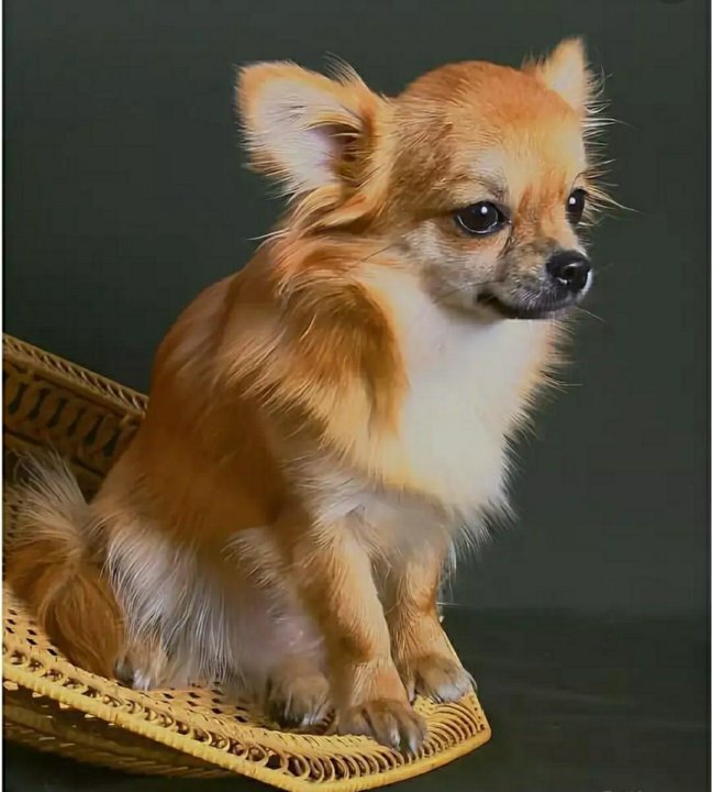 Очень похож оказывается чи-хуа-хуа на нашу Малышку. Источник - интернет