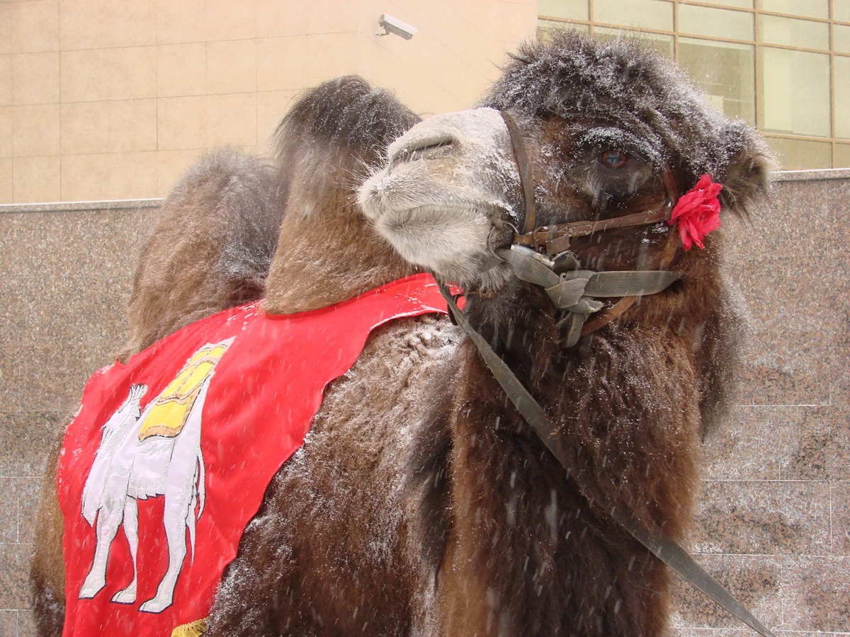 Фотография Павла Большакова