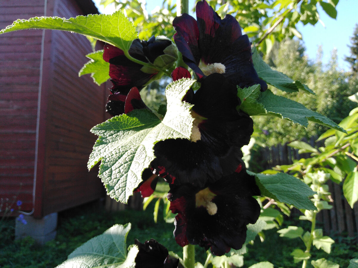 Мальва "Мулатка"