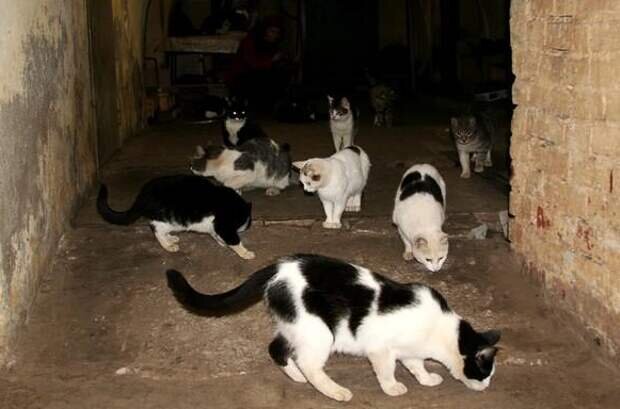 Фото с kote.mirtesen.ru для примера