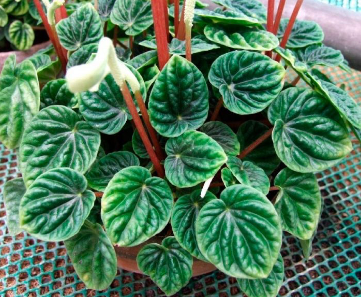 Существует множество разновидностей пеперомии (источник фото: https://rastenievod.com)