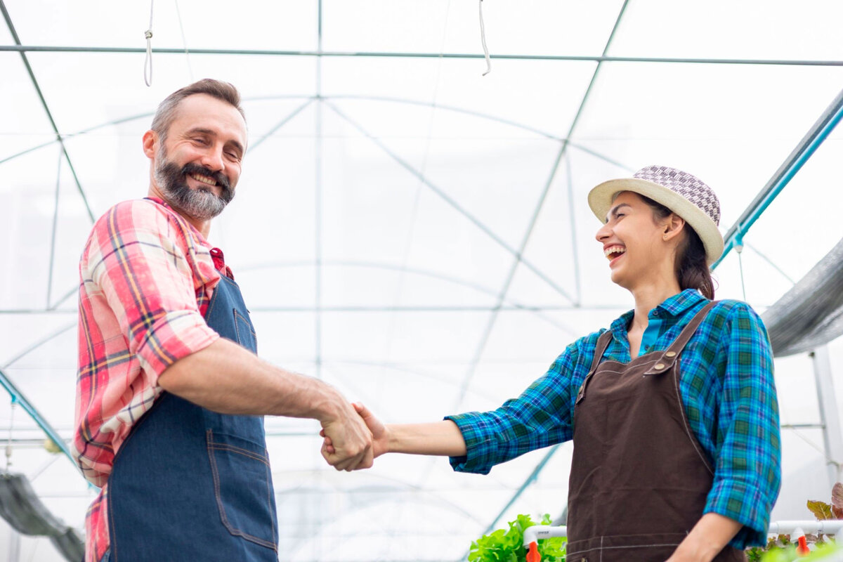 Промышленная теплица для выращивания зелени.