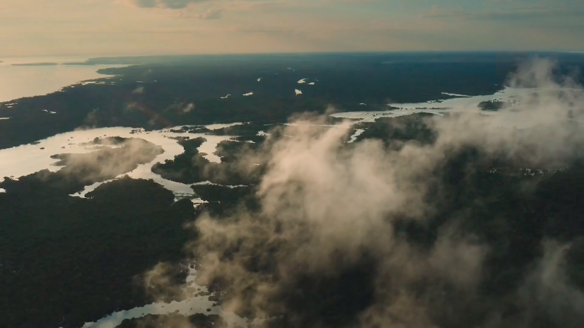 Дождевой лес Амазонии