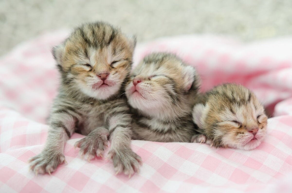 Кошка и Новорожденные котята