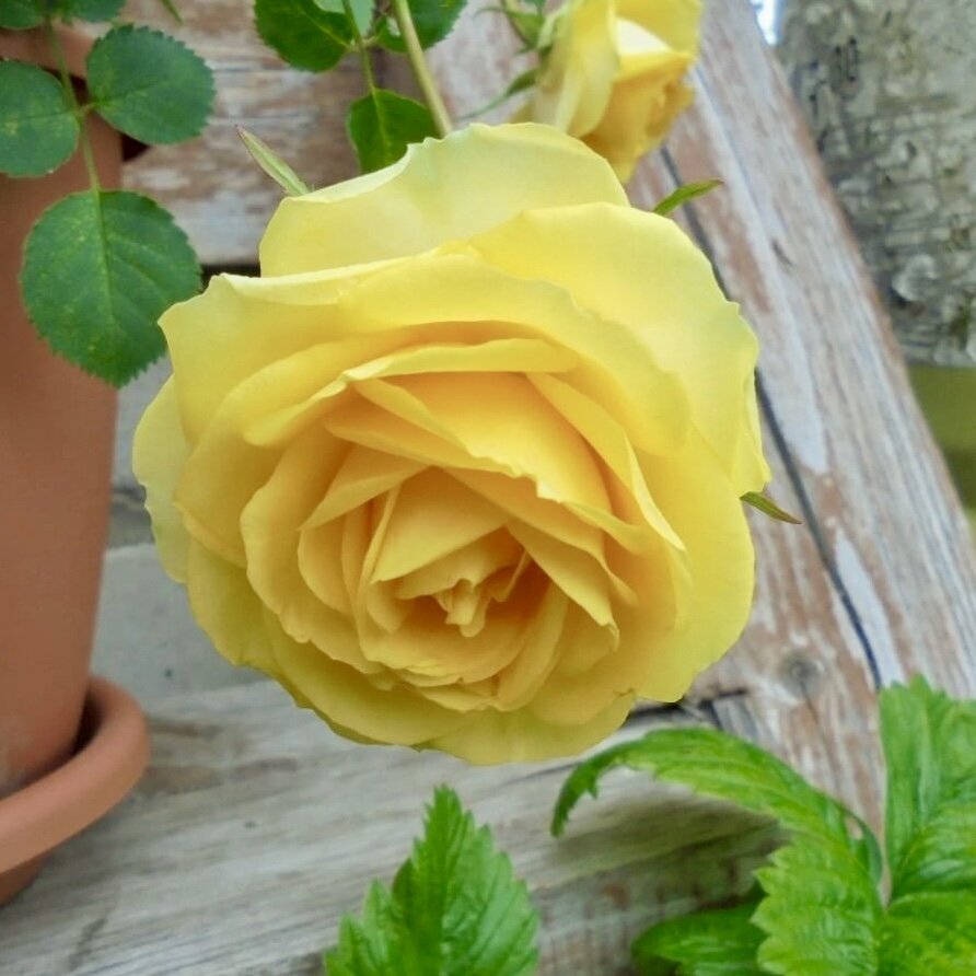 Роза Кордана.