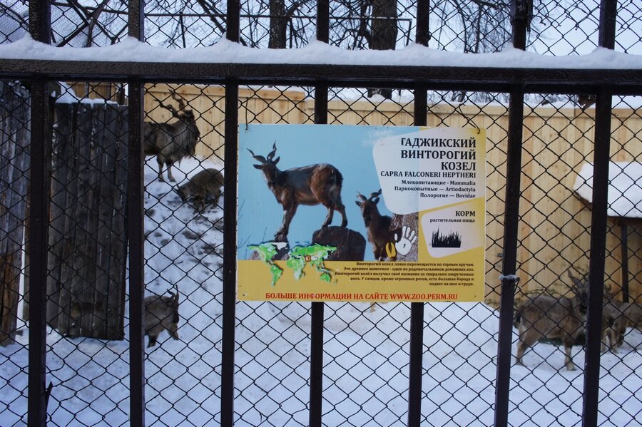 Куда переехал зоопарк пермь. Зоопарк пермь время работы. Ворота зоопарка в черняевском лесу. Зоопарк пермь время работы. Достопримечательности пермский зоопарк.
