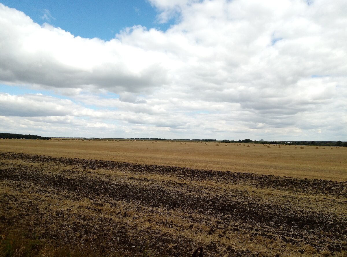 Катушки соломы на поле 