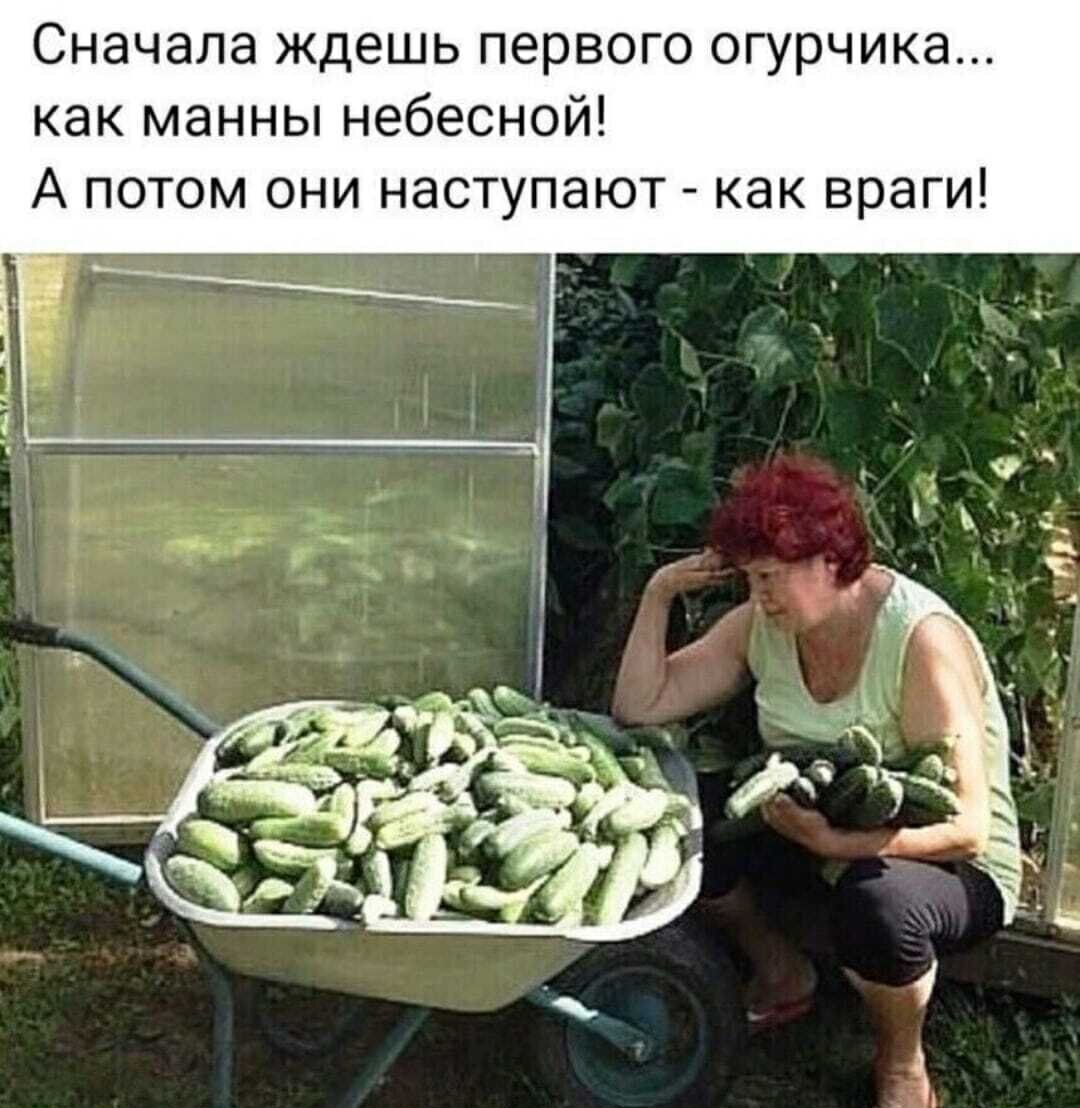 Приколы про кабачки