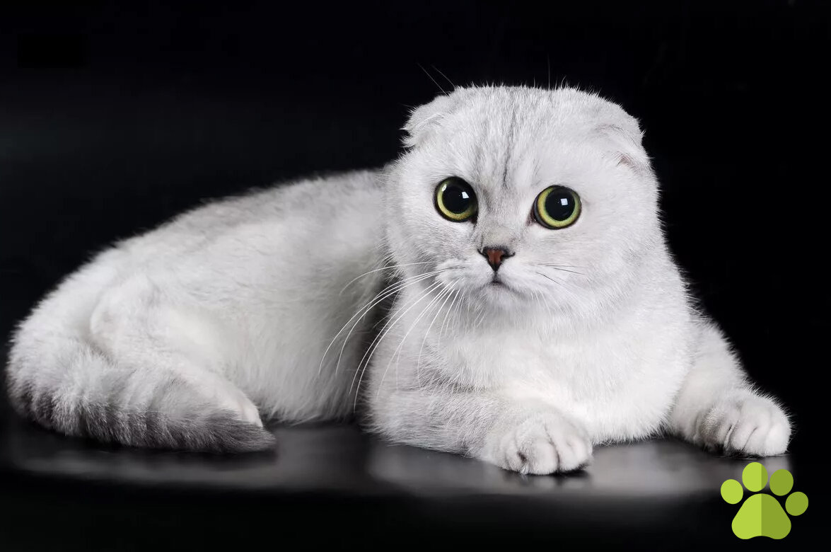 Шотландская вислоухая кошка