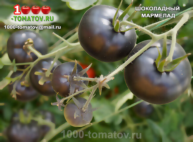 Томат Шоколадный мармелад фото 1