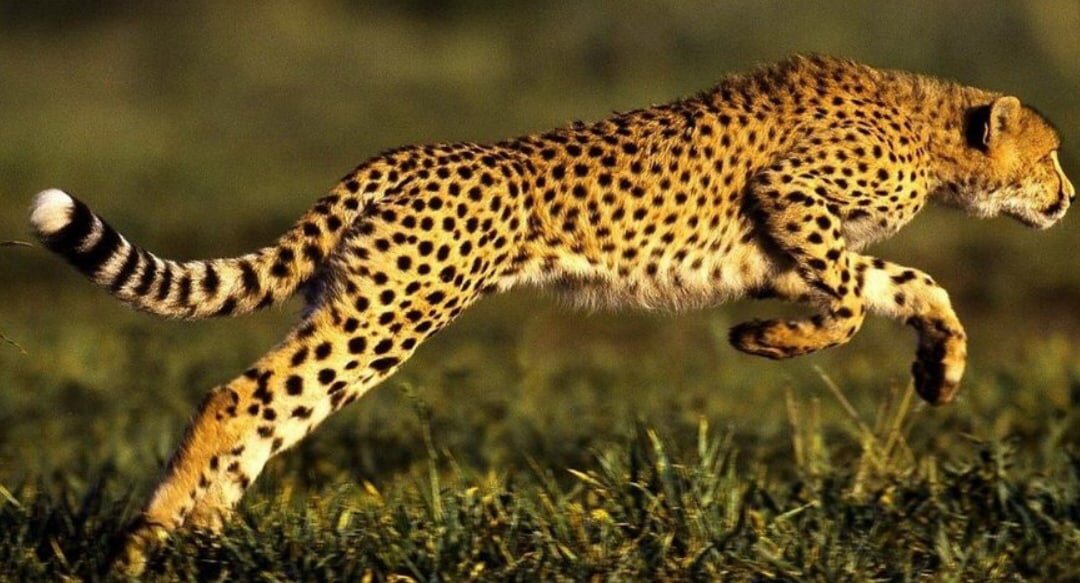 1-Место Гепард способен бегать со скоростью до 98 км/ч и в таком режиме преодолеть расстояние в 400 м. Свой скоростной максимум гепард развивает в стометровке. Таким образом, скорость, которую способен развивать этот потрясающий хищник почти в два раза превышает скорость его добычи – антилоп или зебр. Однако, гепарды не приспособлены для длительных пробежек.