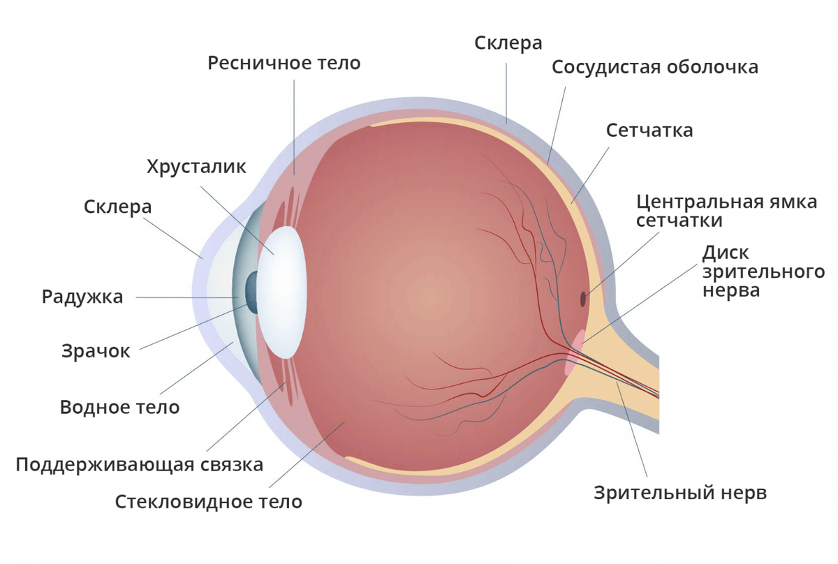 Краткая история о строении глаза. Картинка из недр Яндекс.