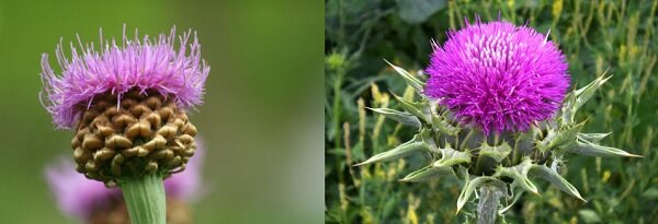 Слева левзея, справа — расторопша