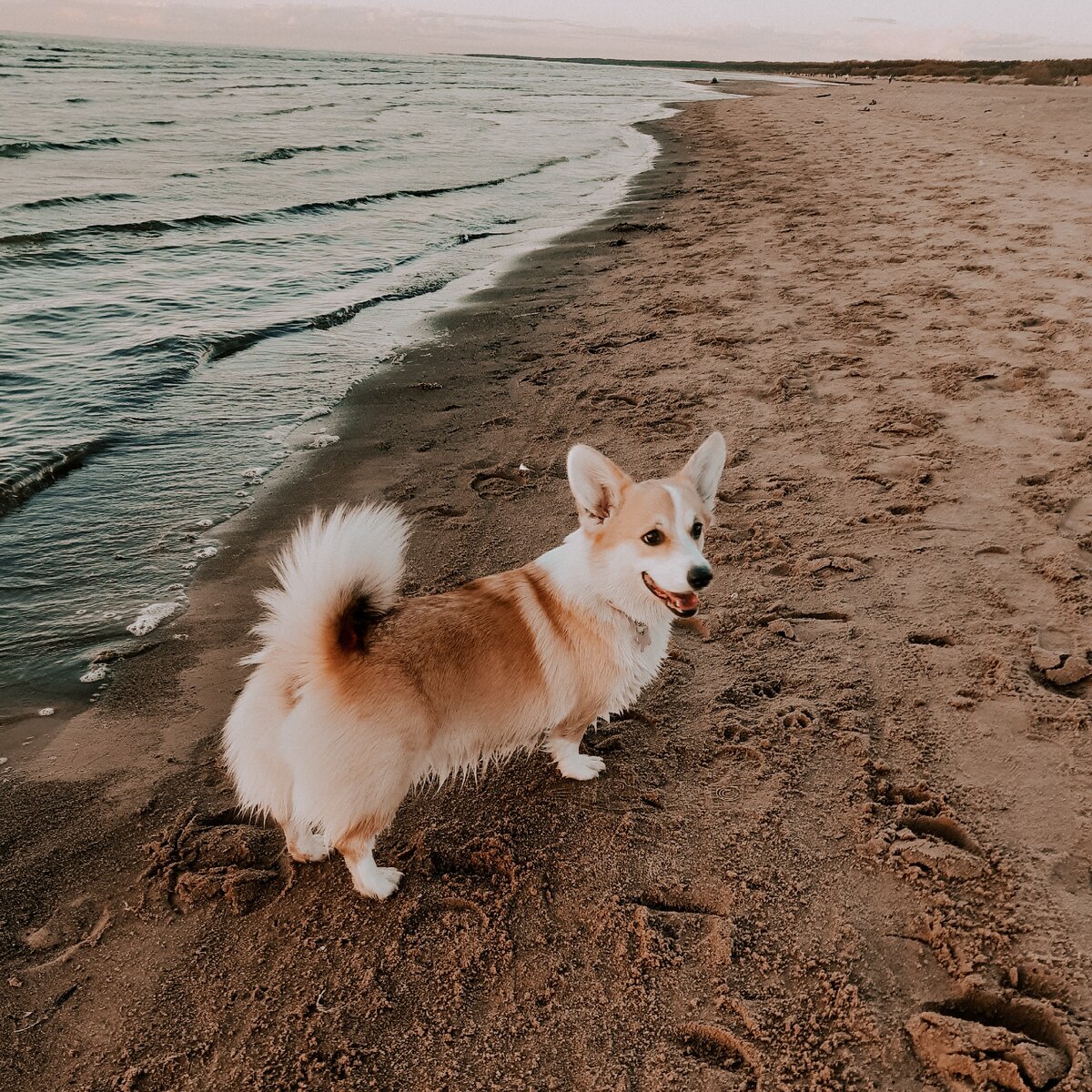 Корги на море