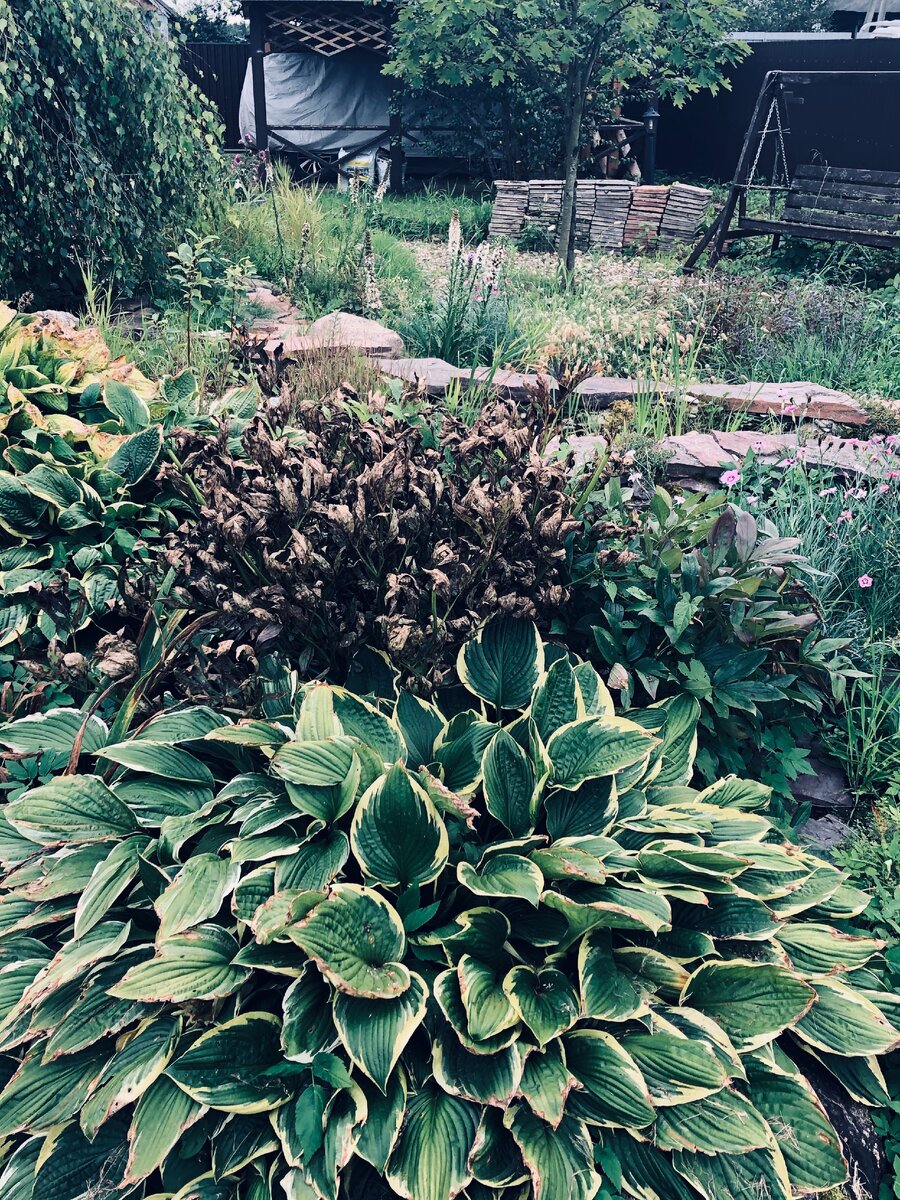 Вот те полузасохшие кусты за хостой и есть несчастный пион, который надо пересадить. Фото автора.