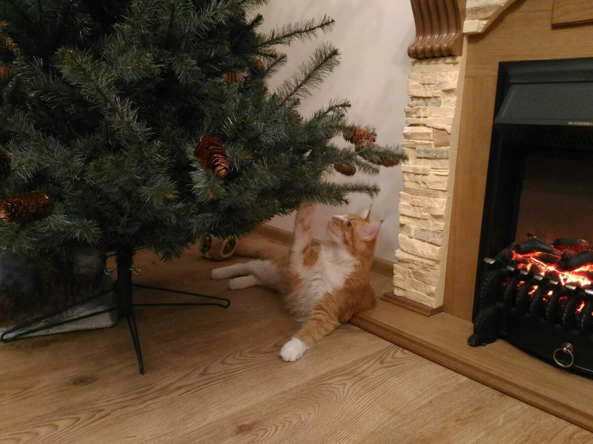 Рыжий кун Яшка был моим любимчиком, но не всё, к сожалению, лечится. Теперь точно так же делает Мышик. 