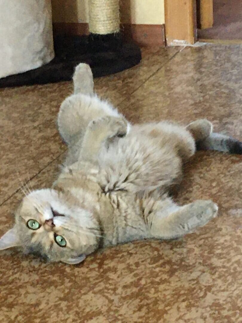 Ох, притащили домой какую-то швабру. Никакой жизни несчастной кошке. Вот лягу и не сдвинусь с этого места. Протест!