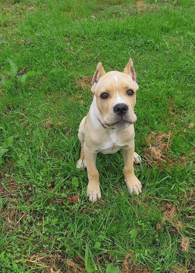 милый корсик Райти