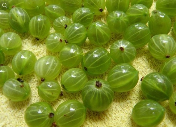 Крыжовник нужно обязательно хорошо просушить