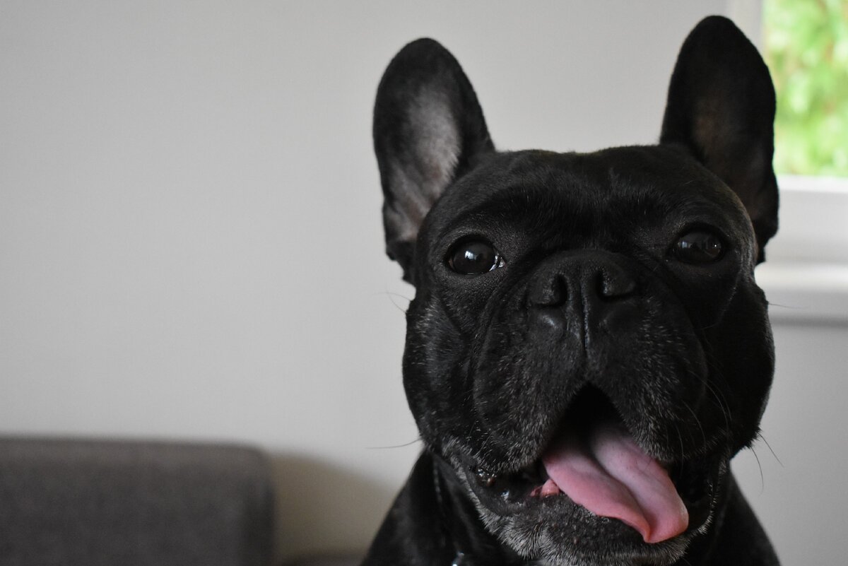 Мой пёсель. 