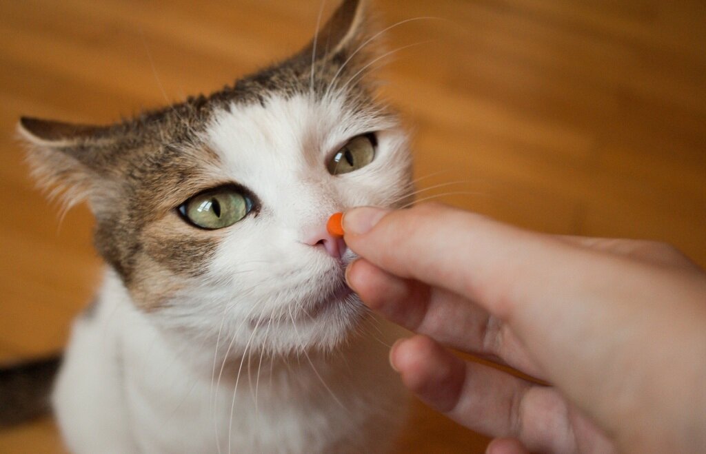 Как коту дать таблетку от глистов в домашних условиях | Sypercot | Дзен
