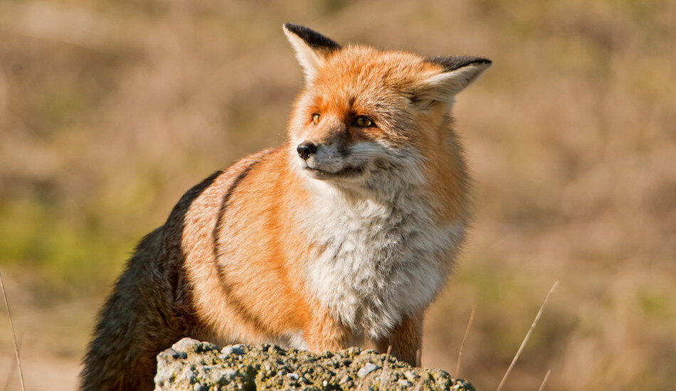 Дикая лиса спасла жизнь старику. (Image: Tambako the Jaguar via Compfight cc)