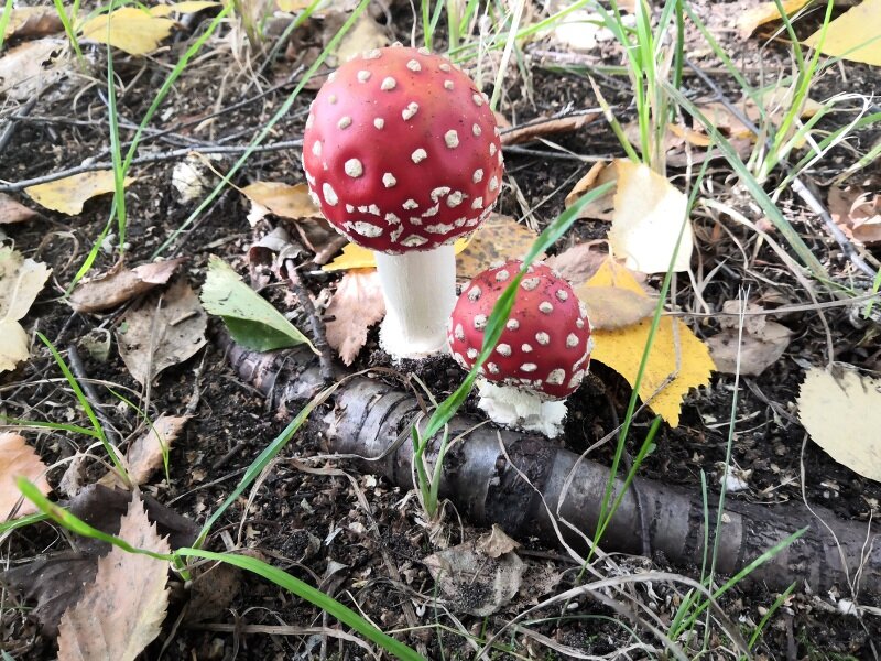 Мухоморчики. Фото автора