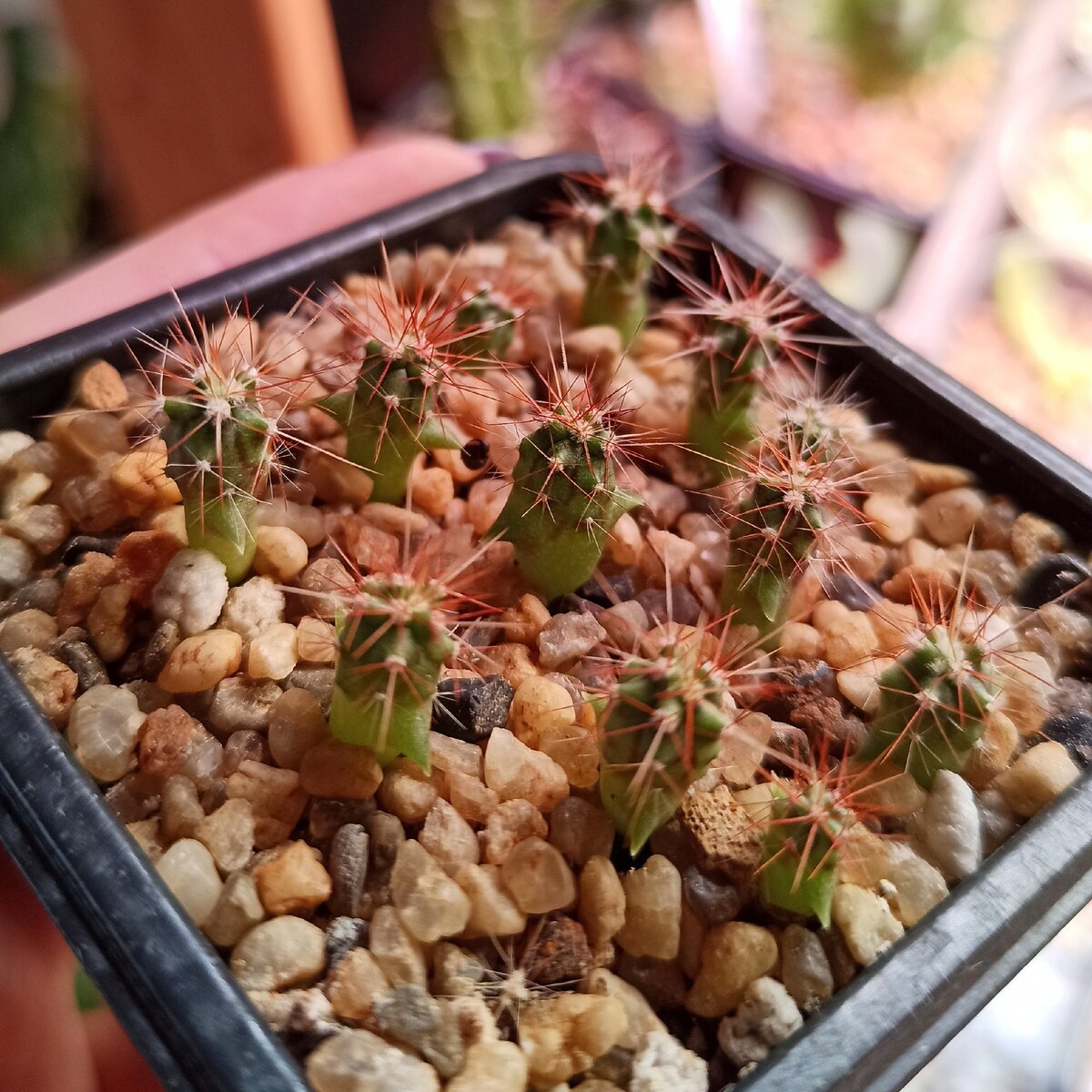 "Забавная смесь" - фото от 11.09.2020