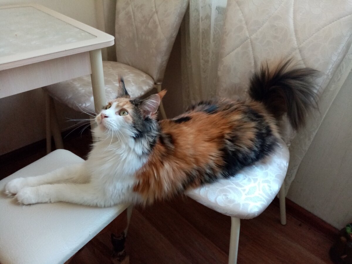 Моя Моника. Воплощение домашнего уюта.  А хорошо быть киской, всё-таки. Это она ещё скромно разместилась. Иногда на третьем стуле хвост размещает.