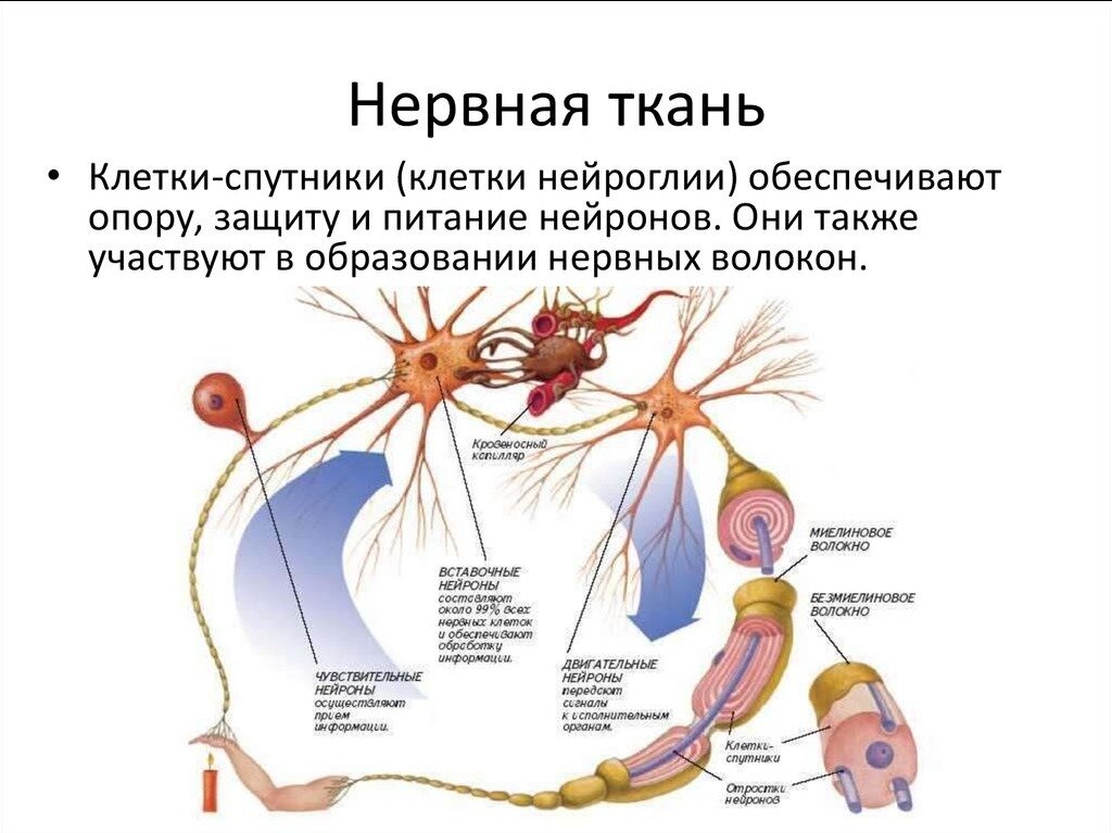 Ткань общий план строения