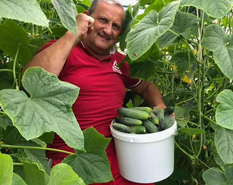 Собрал ведро огурцов