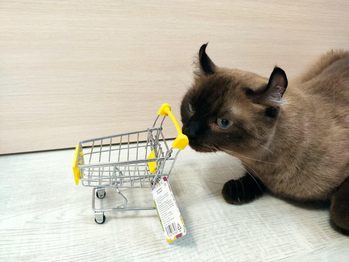 Кот тоже заинтересовался новой игрушкой