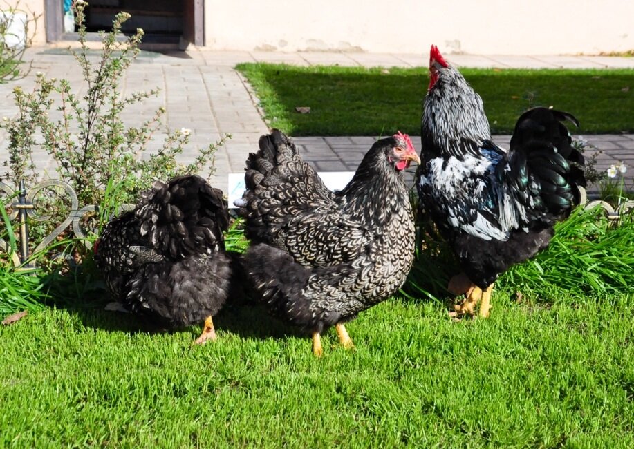 Порода кур Барневельдер