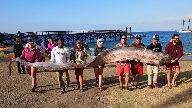 Сельдяной король как рыбацкий трофей


