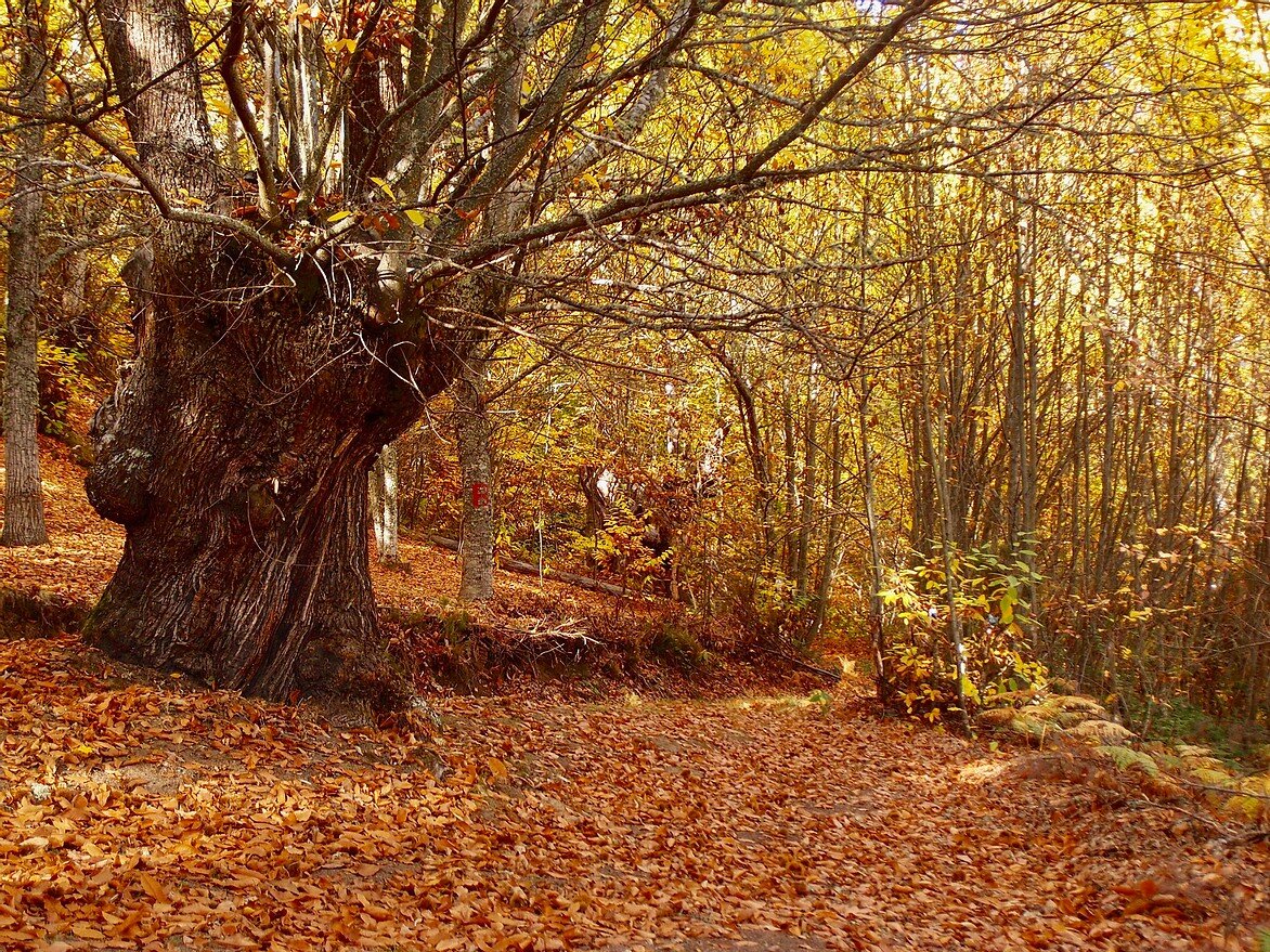 Жареный каштан на площади какого-нибудь европейского города... Такая картина знакома каждому путешественнику, не правда ли? Сегодня жареный каштан скорее лакомство, баловство. Так было не всегда. Каштан был очень важен. Да и сегодня для многих в наших краях - в горах Долины Бьерсо - каштан серьезный доход. Ведь именно отсюда по всей Европе разъезжаются сладкие каштаны. Так кто же он?
Говорят, что прекрасная нимфа Нея (спутница Дианы), была наказана за то, что отвергла преследования Юпитера. Громовержец превратил красавицу в не менее прекрасное дерево, у которого резные листья, нежные цветы, а вкуснейшие плоды спрятаны под колючей скорлупой.
Повседневная еда, пища бедняков, деликатес, лекарство, возбуждающее средство - все это благородный каштан. Каштан живет невероятно долго - до 4 тысяч лет, так говорят ученые. Не знаю, есть ли в наших краях деревья, которые помнят кельтов, но в Вильяфранка-дель-Бьерсо совершенно точно есть дерево, посаженное без малого 900 лет.
Как же давно каштан сопровождает человека?
Первые документальные свидетельства об этом оставил грек Ксенофонт (5 век до н.э.). Он рассказывает о диких варварах, которые жили у Чёрного Моря. «В их амбарах было много гладких грецких орехов без каких-либо трещин. Это была их основная пища, которую они варили и готовили как хлеб». Ксенофонт особенно отличает неуемную сексуальную активность варваров, приписывая ее действию плодов каштана. Рос ли каштан в те времена в Греции неизвестно. Но, похоже, автор прежде таких плодов не видел.
В вот в Римской империи каштаны были распространены повсеместно. Именно римлянам приписывается заселение каштанами земель Пиренейского полуострова. Мы могли бы с этим согласиться, но раскопки кельтских городов доказали, что кельты использовали плоды каштана в пищу, а древесину в строительстве. А значит, для кельтов это была вполне привычная культура. Таким образом, никто не знает доподлинно историю историю возникновения каштана.
Применение каштана в древнем мире было очень разнообразным. Технология выращивания винограда в древней Греции и в древнем Риме предполагала использование опор. И тут как нельзя лучше подходил каштан. В древнегреческой книге по сельскому хозяйству описывается: «Каштан близок по природе к дубам; поэтому он специально предназначен для поддержки виноградников. Каштан, посеяный на выжженной земле, скоро появляется на свет. Растение срезают, когда ему исполняется пять лет, оно обновляется, как ива, и сделанной из него опоры хватает почти до следующего среза.»Каштан служил не только опорой виноградников. Медицинские трактаты 1-3 веков н.э. сохранили множество кулинарных рецептов и медицинских препаратов, в которых использовались плоды, листья, кора и плоды.
Как вам такой рецепт блюда с чечевицей и каштанами?«Вы берете чечевицу и добавляете много очищенных каштанов. Вы добавляете воду и немного соли, готовите. После приготовления положить перец, тмин, семена кориандра, мяту, руту, корень лазерпицио, пеннироял, растереть в ступке, добавить уксус, мёд. И поливаете смесью специй каштаны. Добавляете оливковое масло и доводите до кипения. Когда вода как следует выкипит, каштаны хорошенько размять. (как если бы затирали в ступке). Пробуешь, если чего-то не хватает, добавляешь. Подаете его в глубоком блюде, добавляя зеленое масло ».
А вот рецепт лекарства:«Обжаренные на золе или в глиняном горшке, растертые с медом, даваемые натощак, помогают тем, у кого кашель. Воду, в которой они были приготовлены, дают больным расстройством живота, дизентерией и тем, кто плюется кровью».
Известный греческий врач Гален (2 век) говорит о каштанах что «они дают телу больше питания, чем любые другие дикие фрукты; но они вызывают ветер, вздутие живота и запор, вызывают неуемный сексуальный аппетит и, при потреблении их в больших количествах, вызывают головную боль». Злоупотребляющий этим «предательским» плодом разрывается между двумя противоречиями - желанием заниматься любовью и извержением газов, сопровождаемым головной болью))Как бы то ни было, но каштан наряду с желудями тысячелетия был основным продуктом питания людей. Его ели свежим, только что собранным, его сушили, мололи, а муку использовали для приготовления каш и хлеба. Ну а сваренный с мёдом и доступными специями, каштан был лакомством.
Известно, что в средневековье горные районы Италии и практически вся Испания буквально выживали за счёт каштана. Особенно в сезонные периоды нехватки продуктов. Каштаны продавались и в города. Но, скорее всего, как сезонный продукт.
В одной любопытной книге, приписываемой великому мастеру Леонардо да Винчи, описан рецепт, так называемого «простого супа».«Ударьте по каштанам молотком, чтобы разбить их, и сначала сварите их в простой воде. Через некоторое время удалите их из воды и очистите все оставшиеся на них шкурки. Затем осторожно варите их в курином бульоне в течение более длительного времени, пока они не станут достаточно мягкими, чтобы легко проходить через сито. Затем разогрейте их с маслом, медом, солью и перцем, украсьте небольшими листьями, и у вас получится каштановый суп. Это полезно против последствий укусов диких пауков, а также для скрепления страниц книг». Эдакий универсальный рецепт. Тут вам и еда, и лекарство, и, даже, клей. Вообще-то в этом нет ничего удивительного. Медицина древности и средних веков серьезно относились к еде, как к лекарству. И часто именно медицинские книги сохранили рецепты повседневных блюд.
В 16 веке каштан был частью ландшафта многих регионов Франции. Брюйерен Шампье, врач Генриха II из Франции, писал в 16 веке: «Для многих людей каштаны подобны зерновым культурам, особенно для жителей Перигора и населения, живущего в горах Севенны. Фактически, когда я приехал туда, я узнал от местных жителей, что там мало семей, кроме знати, которые едят хлеб, кроме седьмого дня недели (воскресенья) или в торжественные праздники » .
Доктор продолжает: «Для того, чтобы сохранить плоды каштанов надолго, гибкую кору, находящуюся непосредственно под щетинистой чашечкой шипов, снимают; затем снимается прикрепленная к корпусу перепонка, которая портит аромат; затем следует убедиться, что они полностью высохли. Для этого их подвешивают к дымоходам.  Их сохраняют в сушеном виде для употребления: обычно готовят их со свининой в больших казанах; и крестьяне едят их с большим удовольствием, как тушеное мясо с хлебом ».
В 1778 году Фажас де Сен-Фонд так говорит о жителях Туэйта: «.......Они не кладут хлеба в суп, потому что продают злаки, чтобы добыть соль или заплатить лорду; а каштаны служат им хлебом.  Поэтому они едят поочередно во время еды столовую ложку супа, о котором я говорил, и каштаны, приготовленные на воде, что им очень нравится.....»
С появлением в Европе картошки каштан несколько потерял своё исключительное значение. Тем не менее вплоть до 20 века плоды каштана были важной составляющей рациона простых людей горных районов.
В начале ноября в Галисии отмечается праздник Магосто. Главным действующим лицом праздника являются огонь и каштан. Корнями своими Магосто уходит в традиции и времена кельтов. Католическая церковь не смогла уничтожить традицию. И сегодня ароматы раскалённых углём и обжигающих каштанов приветствуют вас на осенних улицах галисийских городов. А в долине Бьерсо скоро осень. Каштановые рощи оденутся в золото. И наступит пора сбора блестящих, похожих на сердечко, плодов.
