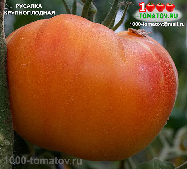 томат русалка. томат русалка. томат русалка. томат русалка характеристика и описание. томат русалка характеристика и описание.