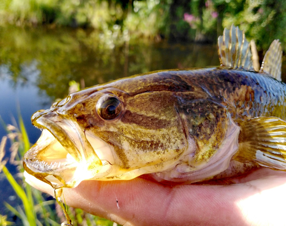 ПОЖИРАТЕЛИ рыбы | Max Fishing | Дзен