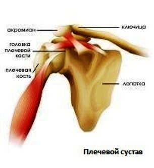 Подсухожильная сумка подлопаточной мышцы